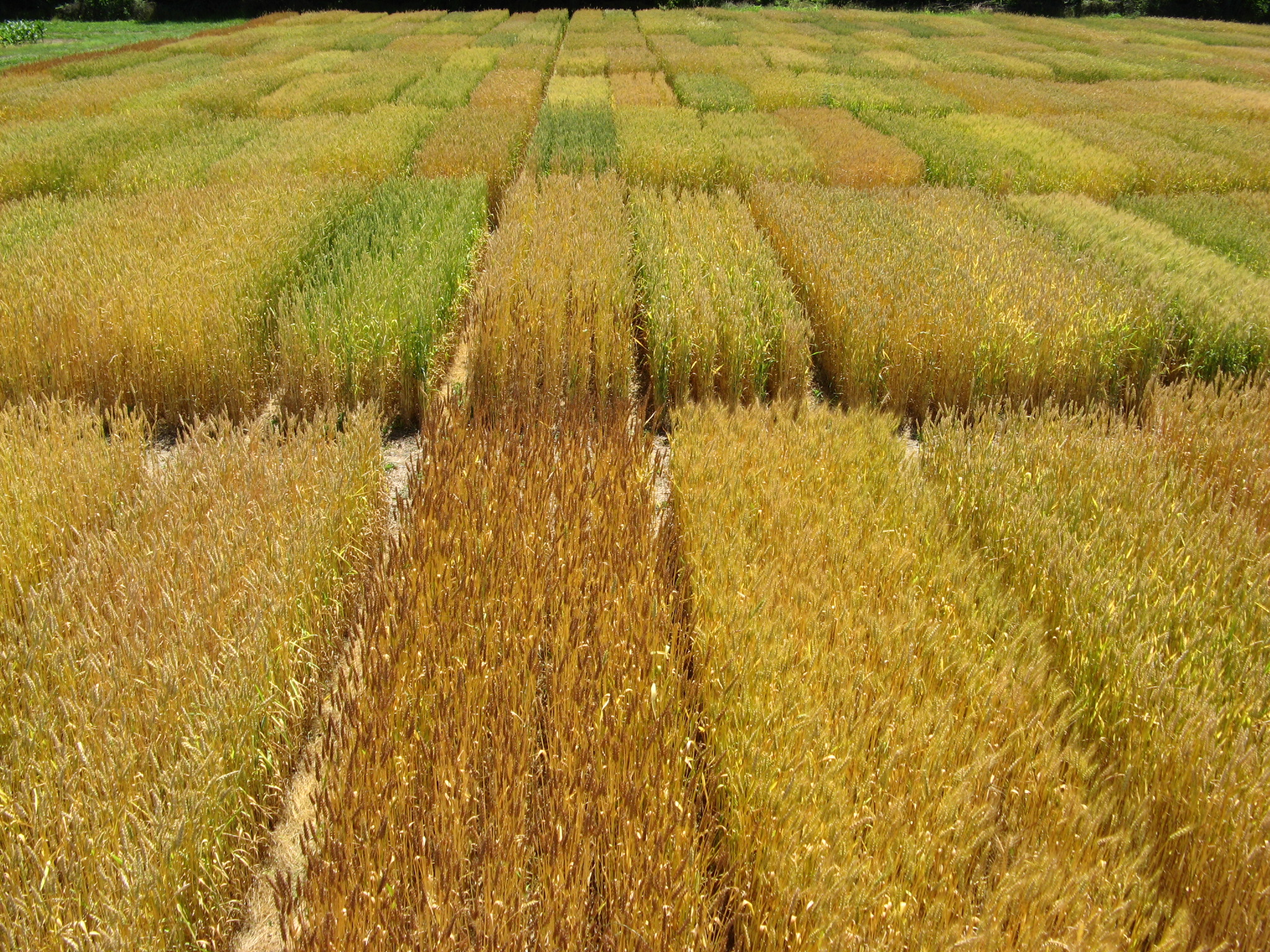 Kentucky Wheat Variety Trials