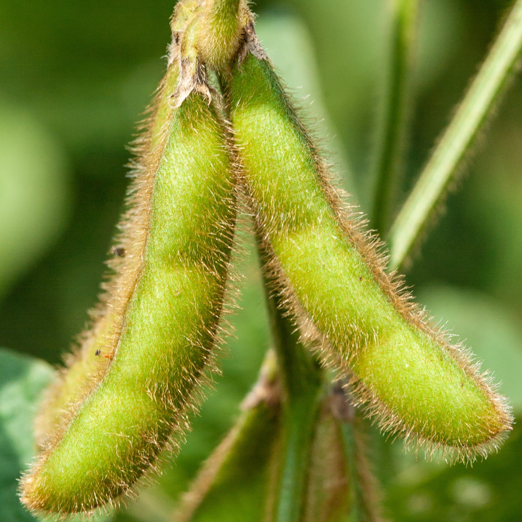 Soybean