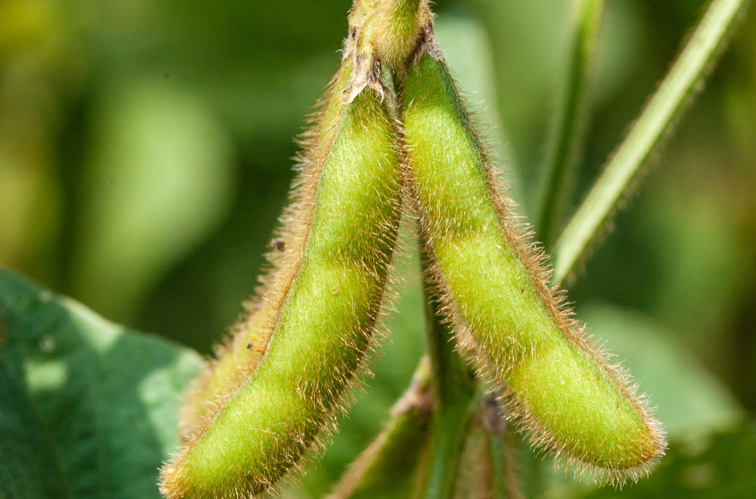 Kentucky Soybean Variety Testing